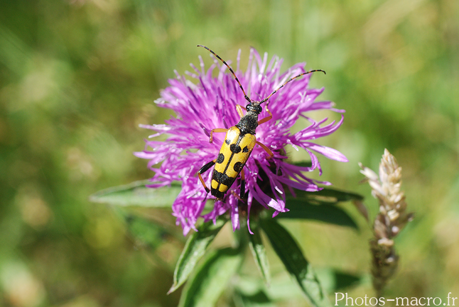 Leptura maculata